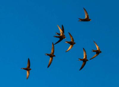 Bando de vencejos en vuelo (foto: Sokolov Alexey / Shutterstock).