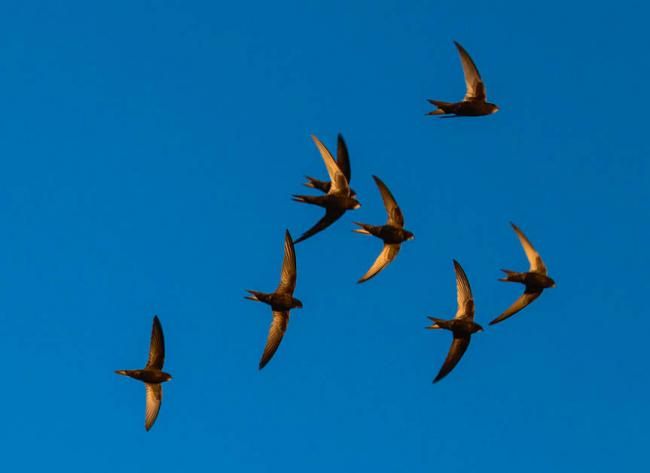 Bando de vencejos en vuelo (foto: Sokolov Alexey / Shutterstock).