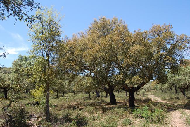 Dehesa de alcornoques en regeneración (foto: Adrián J. Montero).