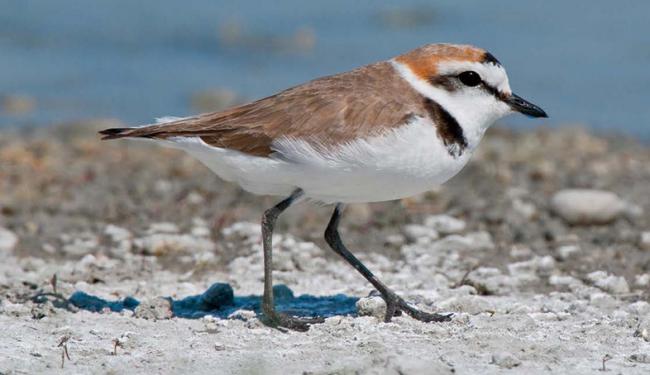 Un chorlitejo patinegro camina sobre un tramo litoral (foto: Bildagentur Zoonar GmbH / Shutterstock).