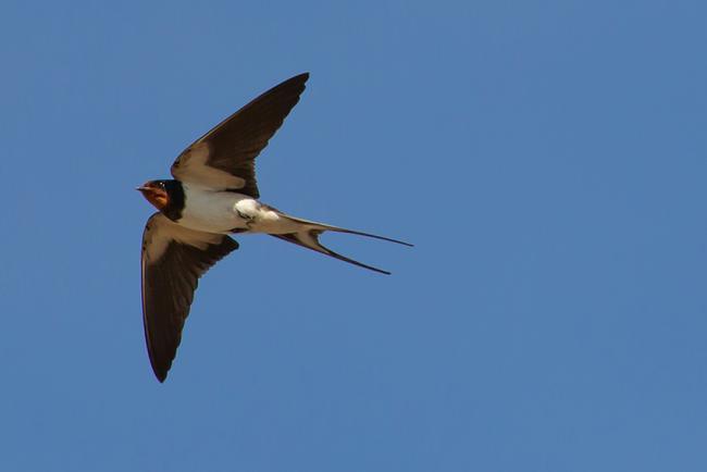 Golondrina común, una de las incluidas en la campaña Las tres mosquiteras (foto: TheOtherKev / Pixabay).