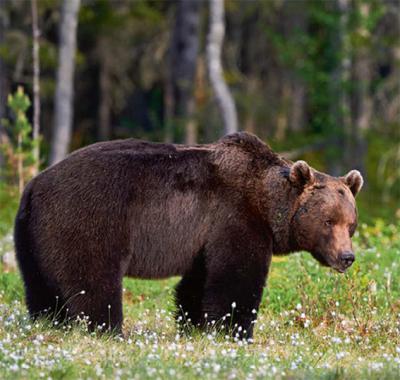 Oso pardo adulto en el claro de un bosque (foto: lucaar / 123RF).