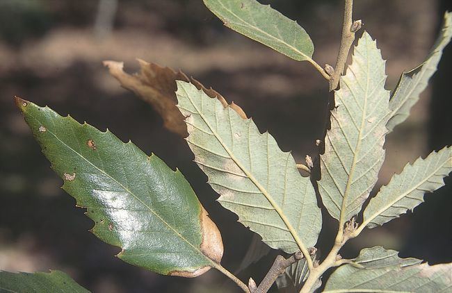 Detalle de las hojas de Quercus afares, un roble endémico de los bosques húmedos del noreste de Argelia y el noroeste de Túnez (foto: Jesús Charco).