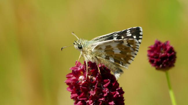 Mariposa ajedrezada haltera (Pyrgus cinarea). Foto: Asociación Zerynthia.