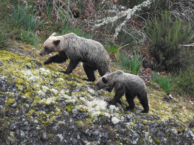 Osa cantábrica y su osezno, fotografiados en libertad en su hábitat natural (Foto: FOP).