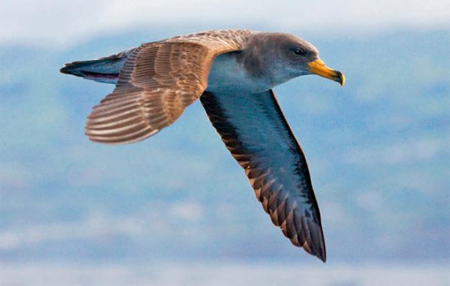 Pardela cenicienta en vuelo (foto: Marc / Adobe Stock).