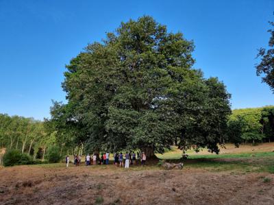 El carballo de Amoexa, en el concello de Antas de Ulla (Lugo), forma parte de los bosques autóctonos que trata de proteger la asociación Quercus Sonora (foto: David López León).
