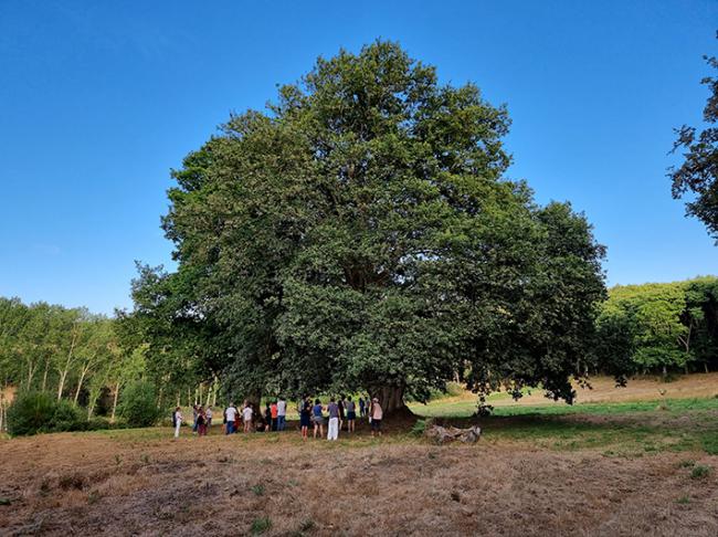 El carballo de Amoexa, en el concello de Antas de Ulla (Lugo), forma parte de los bosques autóctonos que trata de proteger la asociación Quercus Sonora (foto: David López León).