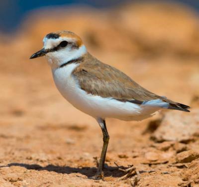 Macho adulto de chorlitejo patinegro en una zona de playa (foto: AGAMI / Adobe Stock).