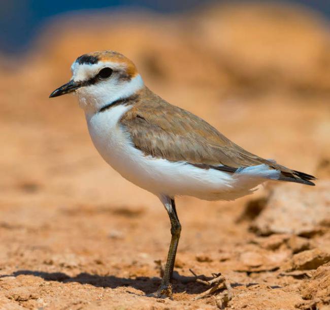 Macho adulto de chorlitejo patinegro en una zona de playa (foto: AGAMI / Adobe Stock).