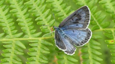 Hormiguera de lunares (Phengaris arion) posada sobre la hoja de un helecho. Es una de las especies de mariposas que gozan de protección legal en España (foto: Asociación Zerynthia).