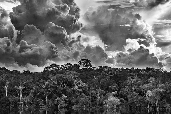 Esta imagen obtenida en el archipiélago fluvial de Mariuá, en el río Negro (Brasil), es una de las que integran la exposición de Sebastião Salgado.