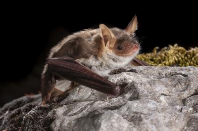 Ejemplar de murciélago ratonero mediano (Myotis blythii). Foto: Adrià López-Baucells.