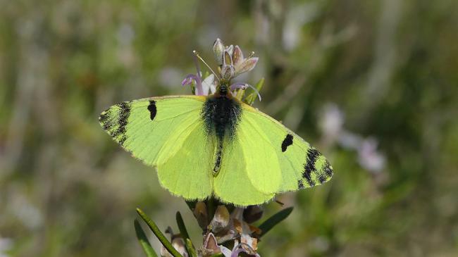 Ejemplar de azufrada ibérica, en cuyas alas se aprecia la intensa coloración que motiva su nombre común (foto: Yeray Monasterio / Zerynthia).