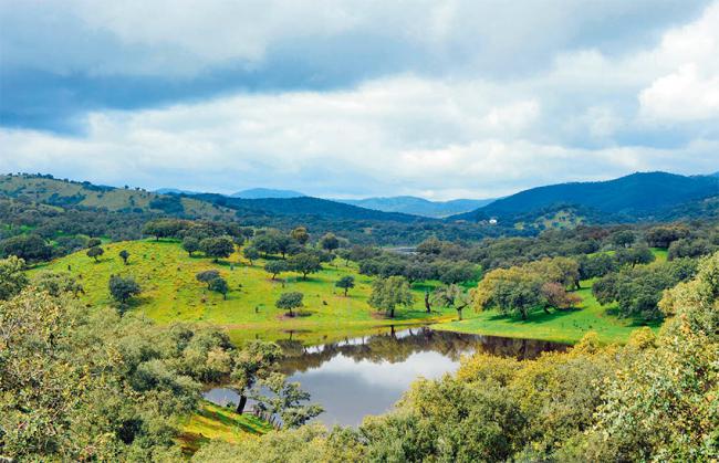 Panorámica de una dehesa de la sierra de Aracena (Huelva). Foto: joserpizarro / 123rf.