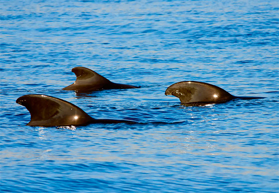 Aletas dorsales de un grupo de calderones tropicales, especie emblemática de las aguas que rodean al proyectado puerto de Fonsalía (foto: gdimages / 123RF).