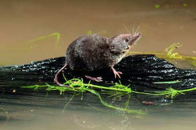 Musgaño patiblanco (Neomys fodiens) junto a la superficie del agua (foto: Michael Lane / 123RF).