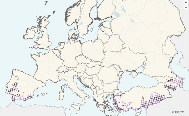 Mapa del EBBA2 correspondiente a la población reproductora europea de alzacola rojizo, Ave del Año 2022 en España.