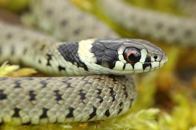 Primer plano de una culebra de collar (Natrix natrix). Foto: Joseba del Villar.