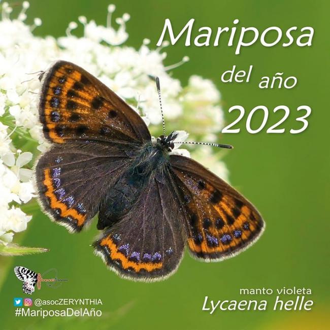 La manto violeta, Mariposa del Año