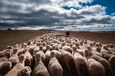 Rebaño trashumante de ovejas sobre una vía pecuaria en la provincia de Soria (foto: Carlos Sánchez Pereyra / Adobe Stock).