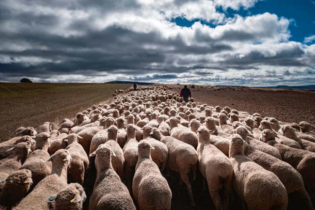 Rebaño trashumante de ovejas sobre una vía pecuaria en la provincia de Soria (foto: Carlos Sánchez Pereyra / Adobe Stock).