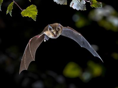 Murciélago grande de herradura (Rhinolophus ferrumequinum) en vuelo (foto: creativenature.nl / Adobe Stock).