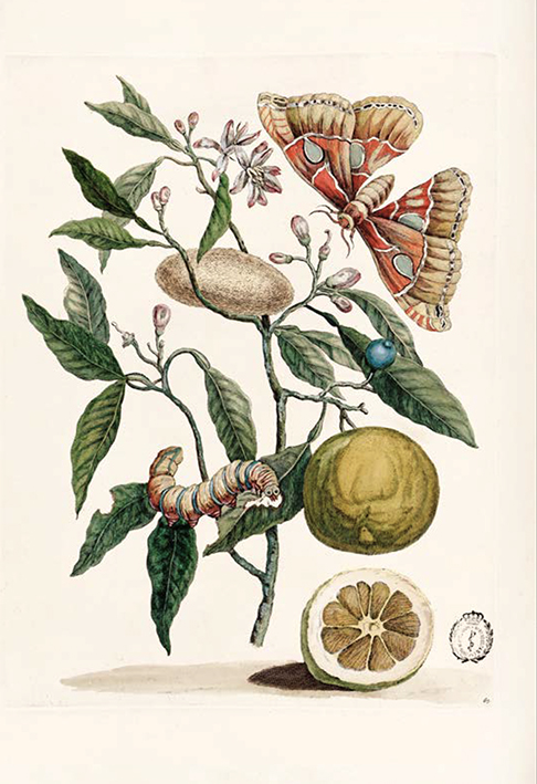 Grabado calcográfico "Metamorfosis de la oruga de los cítricos", de Maria Sybyla Merian, una de las autoras representadas en la exposición. Biblioteca Histórica Universidad Complutense de Madrid.