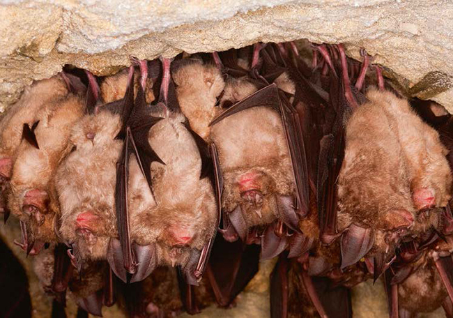 Varios murciélagos grandes de herradura hibernan en una cueva de Normandía (Francia). 