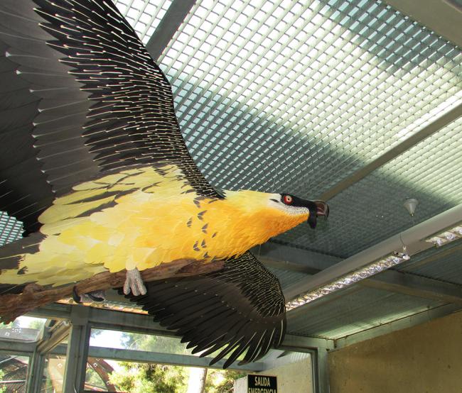 Réplica de quebrantahuesos realizada por Paco Ventura para el módulo expositivo del Centro de Recuperación de Fauna de El Valle, en la Región de Murcia (foto: César Gómez).