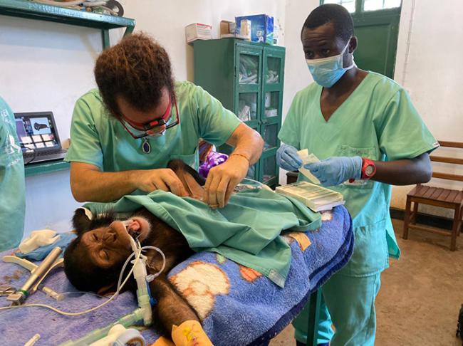 Luis Flores y un ayudante del Centro de Rehabilitación de Primates de Lwiro (República Democrática del Congo), durante el tratamiento a un chimpancé.