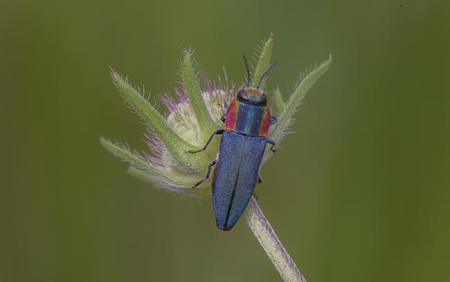 Hembra del escarabajo bupréstido Anthaxia hungarica (foto:Sergio Montagud).