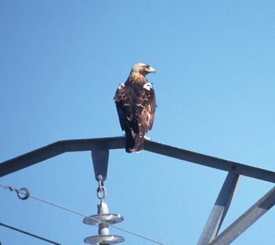Águila imperial posada en el apoyo de un tendido eléctrico (foto: Luis Martínez / SEO/BirdLife).