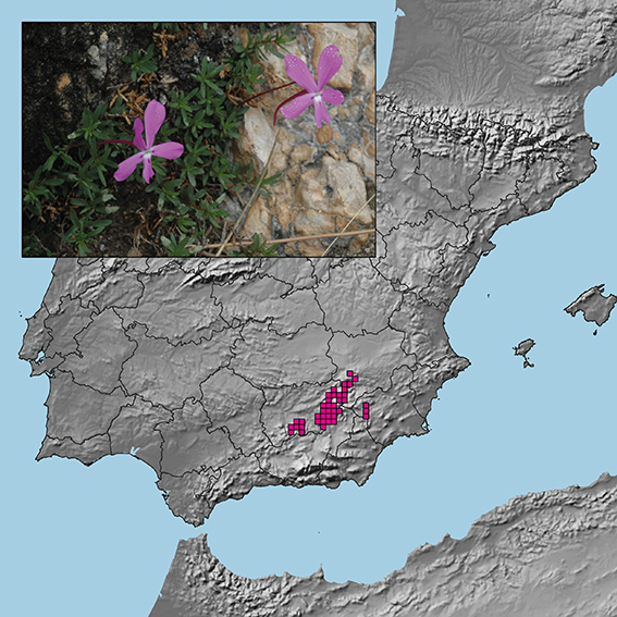 Imagen y mapa de distribución de la violeta de Cazorla, una de las especies que aparecen en la base de datos Afliber (foto: Juan Carlos Moreno).