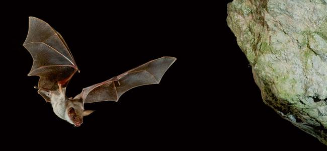 Un murciélago ratonero (Myotis myotis) se dispone a entrar en su cueva (foto: fjah / 123RF)