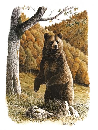 Dibujo elegido para la portada de "Viviendo con osos II". Se trata de una acuarela de oso pardo en otoño del artista Josechu Lalanda, del equipo de Félix Rodríguez de la Fuente.