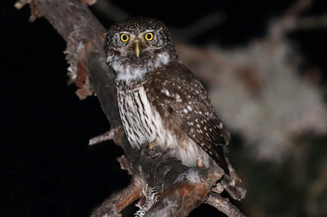 El mochuelo chico es una nueva especie en la Lista de Aves de España (foto: Javier Train).