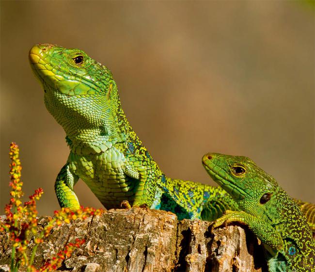 Pareja de lagartos ocelados (foto: Carlos / Adobe Stock).