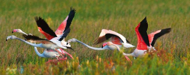 Varios flamencos echan a volar en el Parque Nacional de Doñana (foto: Jorge Sierra / Adobe Stock).