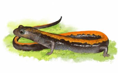 Salamandra rabilarga. Dibujo cedido por la Fundación Camino Lebaniego.