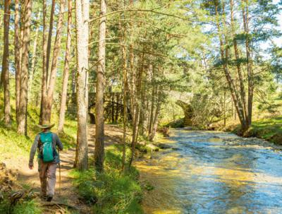 Pinares de la sierra de Guadarrama (foto: Eduardo / Adobe Stock).