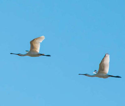 Dos espátulas en vuelo (foto: Williamxerez / Shutterstock).