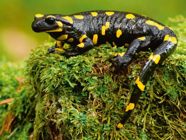 Salamandra (foto: Tremor Photography / Shutterstock).