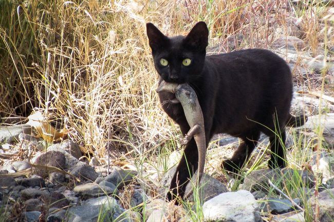 Gato con un lagarto de Gran Canaria (Gallotia stehlini) recién depredado (foto: D. P. Padilla).