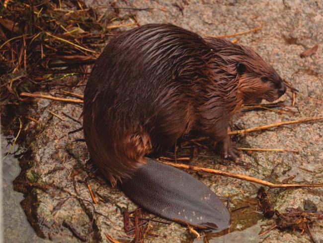 Castor europeo en la orilla de un río (foto: Podolnaya Elena / Shutterstock).