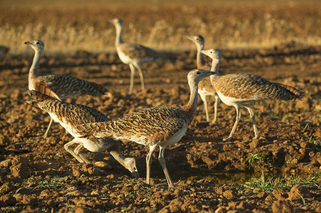 Avutardas en la reserva de Los Campillos, en Quintana de la Serena (Badajoz). Foto: Manuel Calderón / Anser.