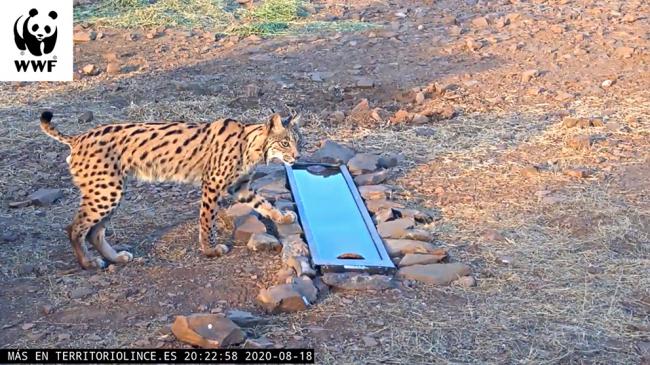 Imagen captada por la webcam de Territorio Lince en la que se ve a un lince ibérico junto a un bebedero artificial.