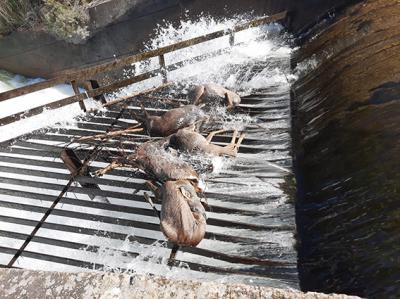 Corzos muertos en el canal de Arriola, a su paso por el municipio de Valdefresno (León). Foto cedida por URDA Rescate Animal.