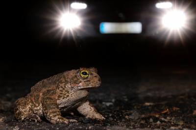 Sapo corredor en una carretera, mientras se aproxima un vehículo (foto: Jacinto Román).