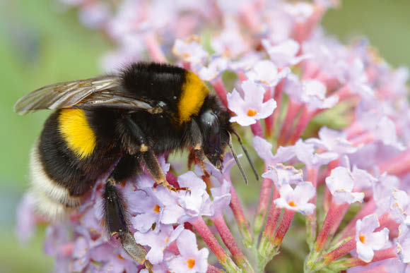 Abejorro de la especie Bombus terrestris (foto: gostudio / 123RF).